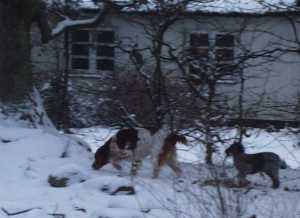 hunde.jpg